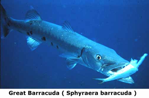 barracuda fish attitude